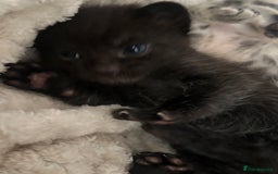 Mixed Breed cats for sale: Beautiful mixed breed kittens - Image 5