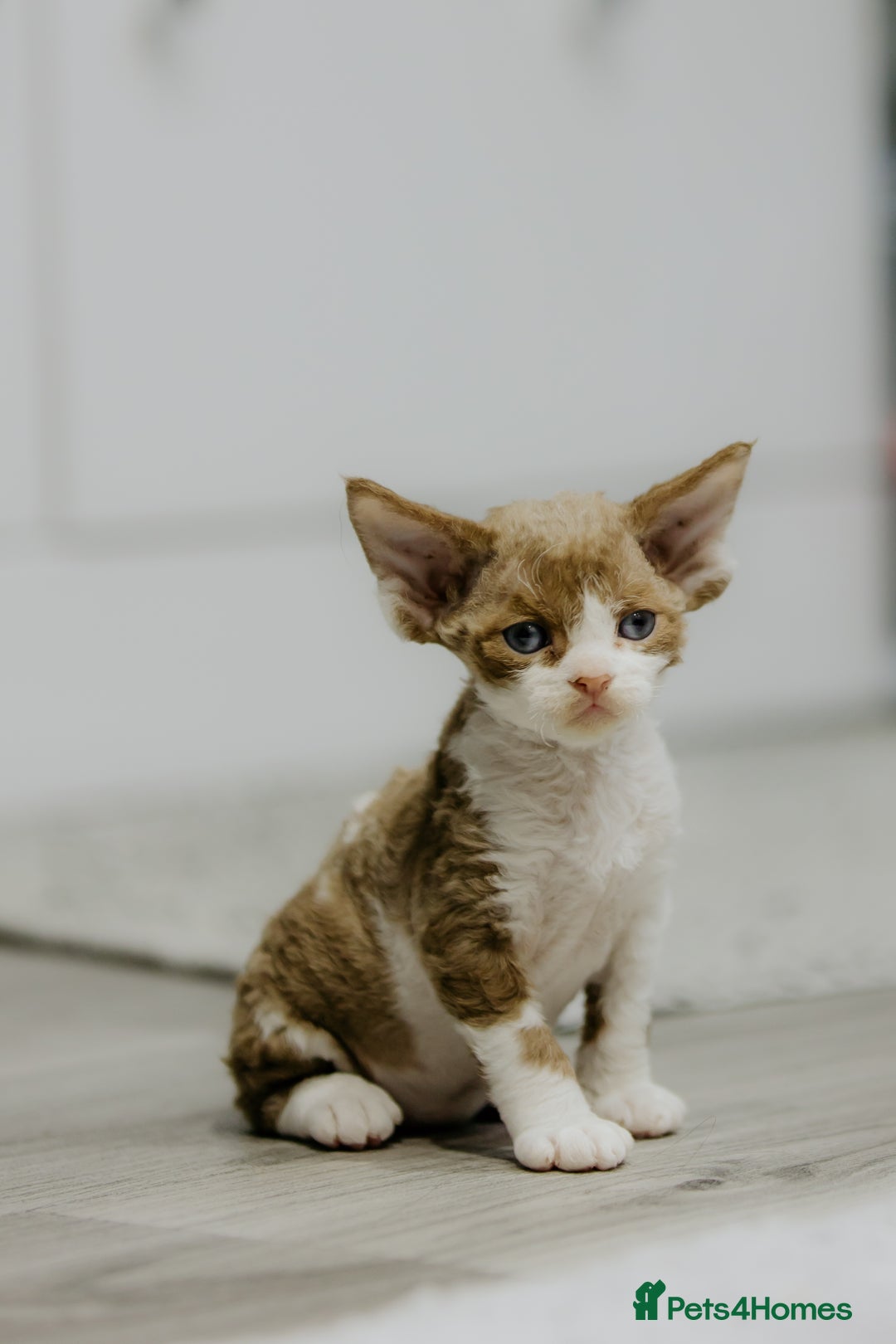Devon Rex cats for sale: Adorable GCCF Registered DevonRex Kittens FOR SALE - Advert 10