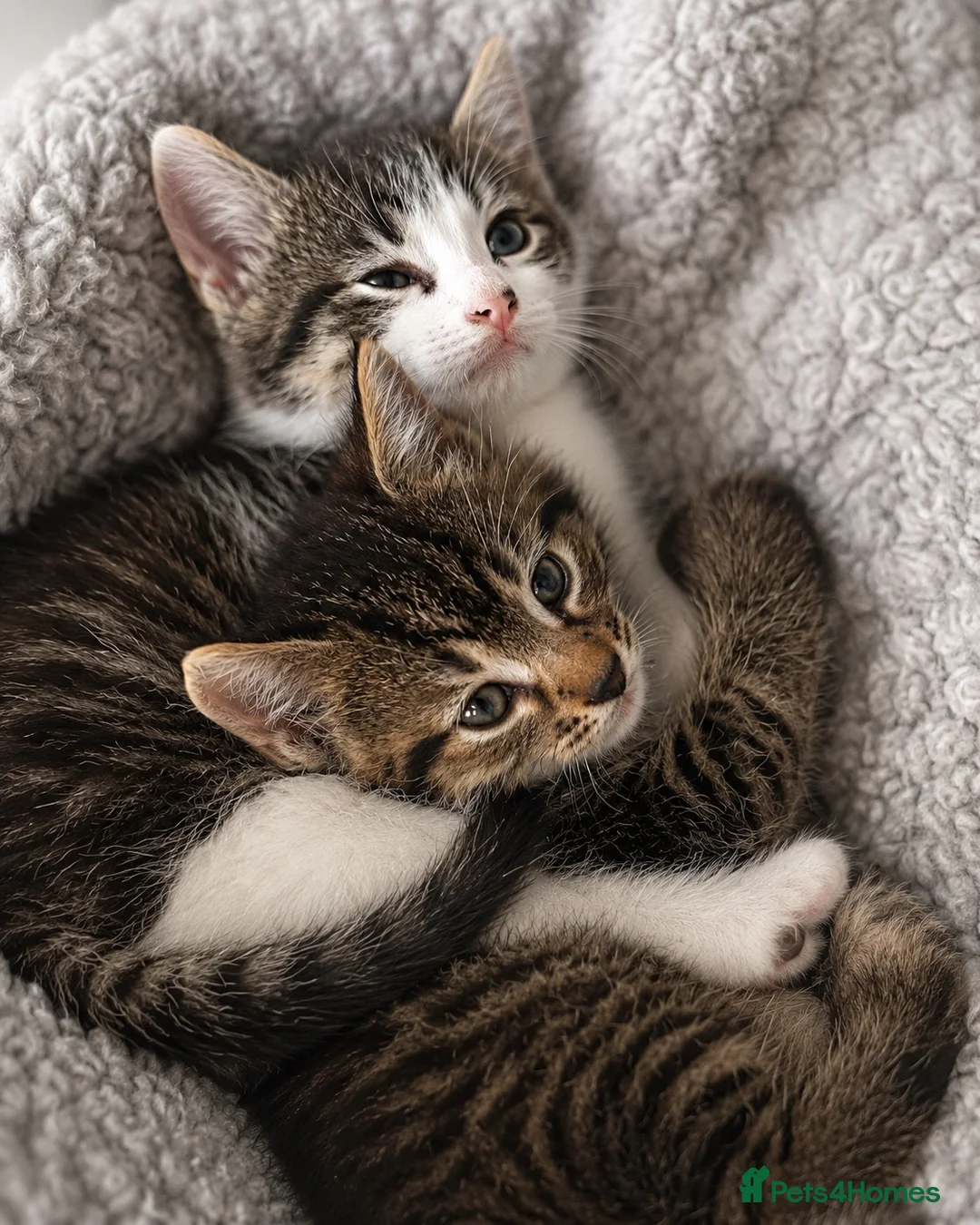 Mixed Breed cats for sale: Grey tabby and brown tabby kittens  - Advert 2