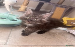 Maine Coon cats for sale: Beautiful Maine coon kittens TICA registered  - Image 12