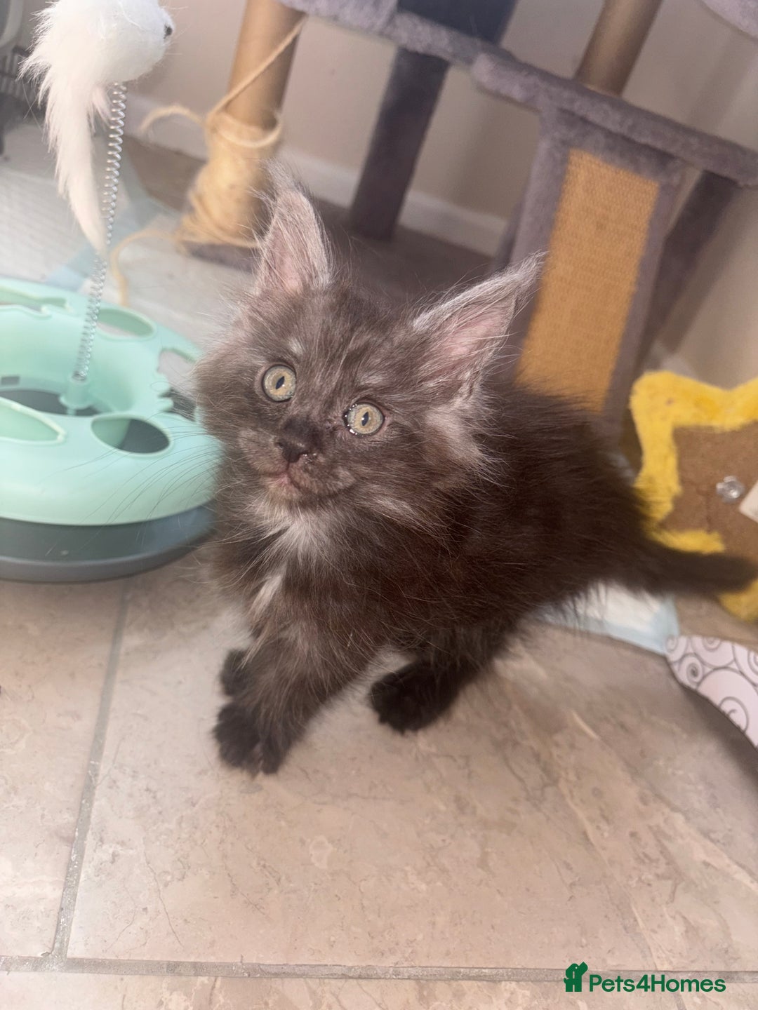 Maine Coon cats for sale: Beautiful Maine coon kittens TICA registered  - Image 12