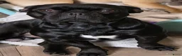 Frug dogs for sale: 18 Month Old Male Frug for Rehoming - Advert 2