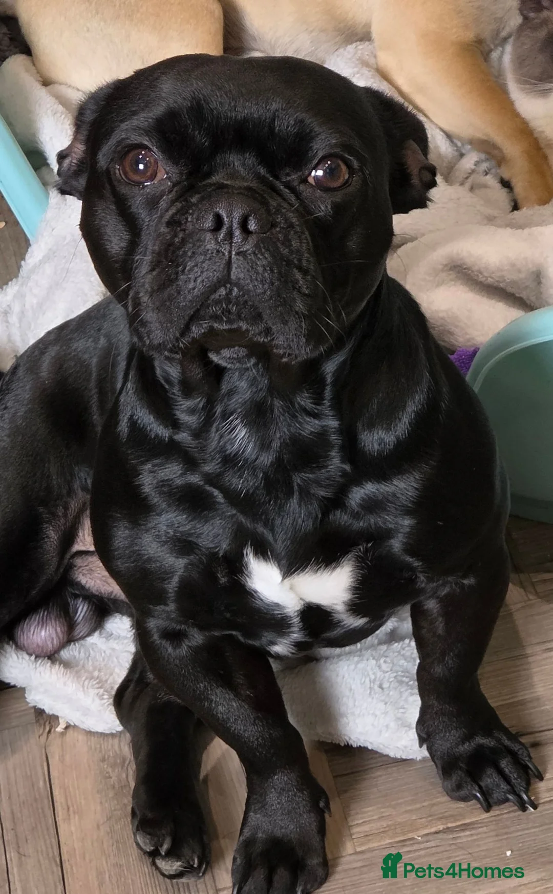 Frug dogs for sale: 18 Month Old Male Frug for Rehoming - Advert 2