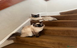 Ragdoll cats for sale: 💖Purebred Beautiful Chocolate Ragdoll Kittens.💖 - Image 4