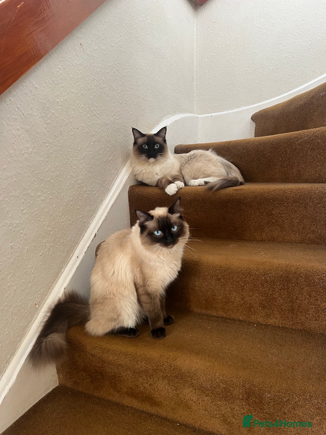 Ragdoll cats for sale: 💖Purebred Beautiful Chocolate Ragdoll Kittens.💖 - Image 4