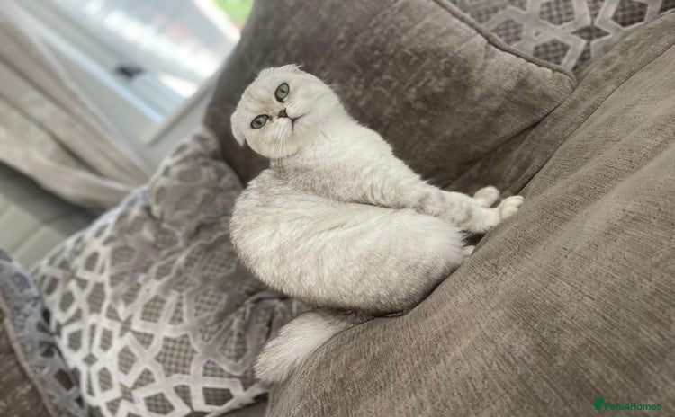 Scottish Fold cats - Advert 2