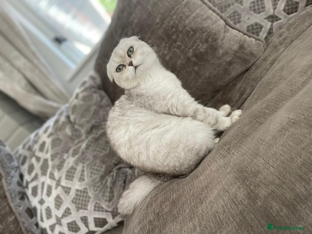 Scottish Fold cats for sale: ACTIVE QUEEN ns11  - Image 1