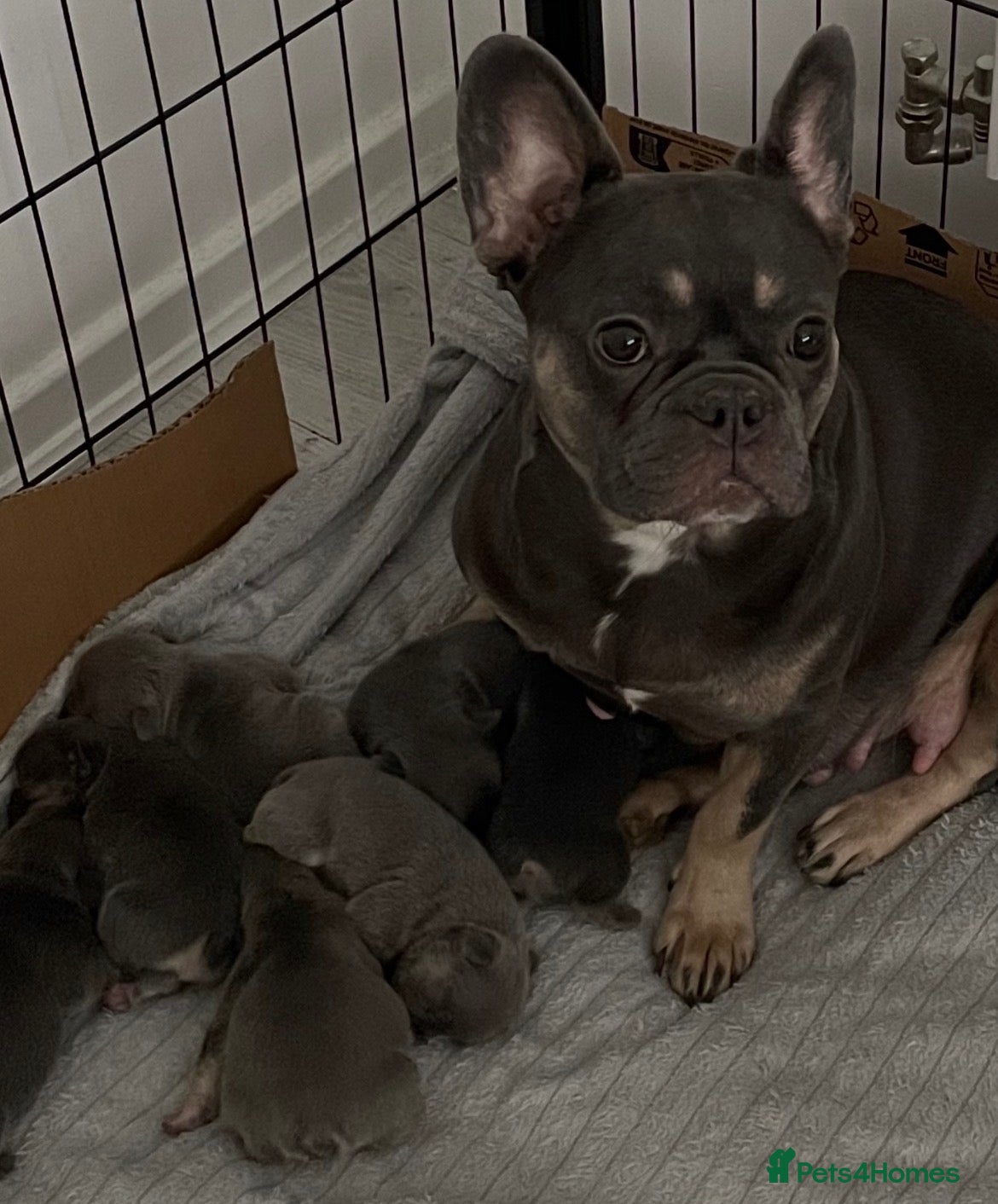 French Bulldog dogs Lilac tan French bulldog puppies  - Advert 8