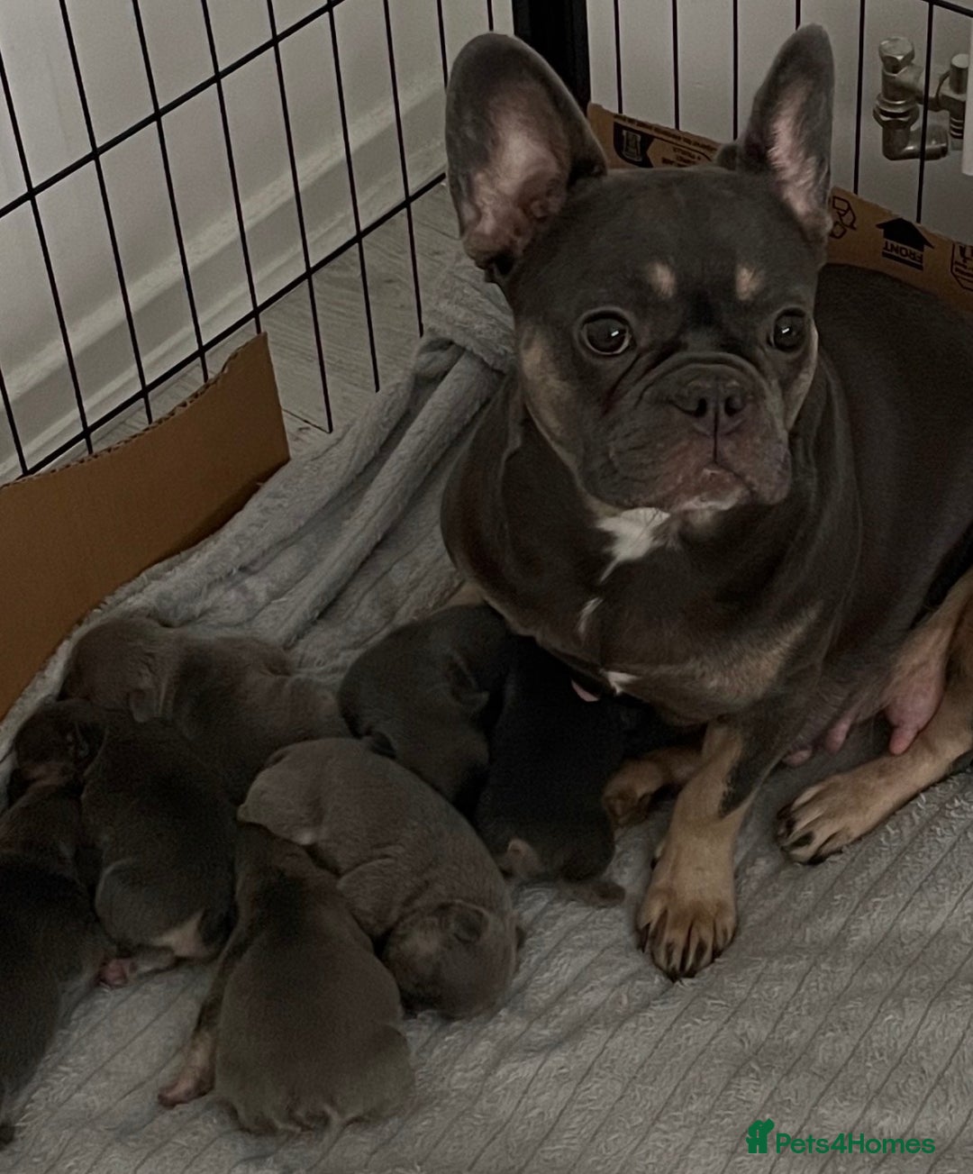 French Bulldog dogs for sale: Lilac tan French bulldog puppies  - Advert 1