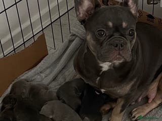 French Bulldog dogs Lilac tan French bulldog puppies - Advert 8