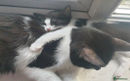 Mixed Breed cats for sale: Lovely kittens  - Image 1