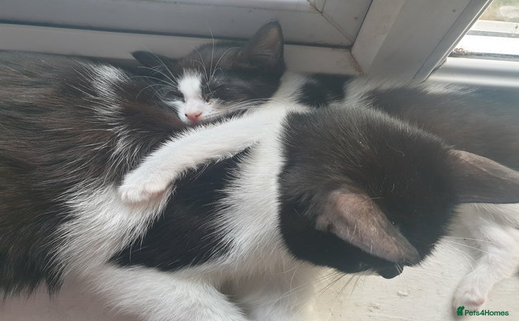 Mixed Breed cats - Advert 7