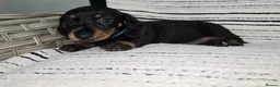 Dachshund dogs for sale: 7 adorable mini smooth dachshund PRA clear Ready  in Ilminster - Advert 25
