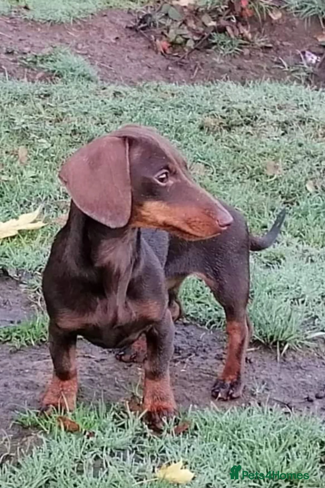 Miniature Dachshund dogs for sale: Beautiful mini dachshund  - Advert 8