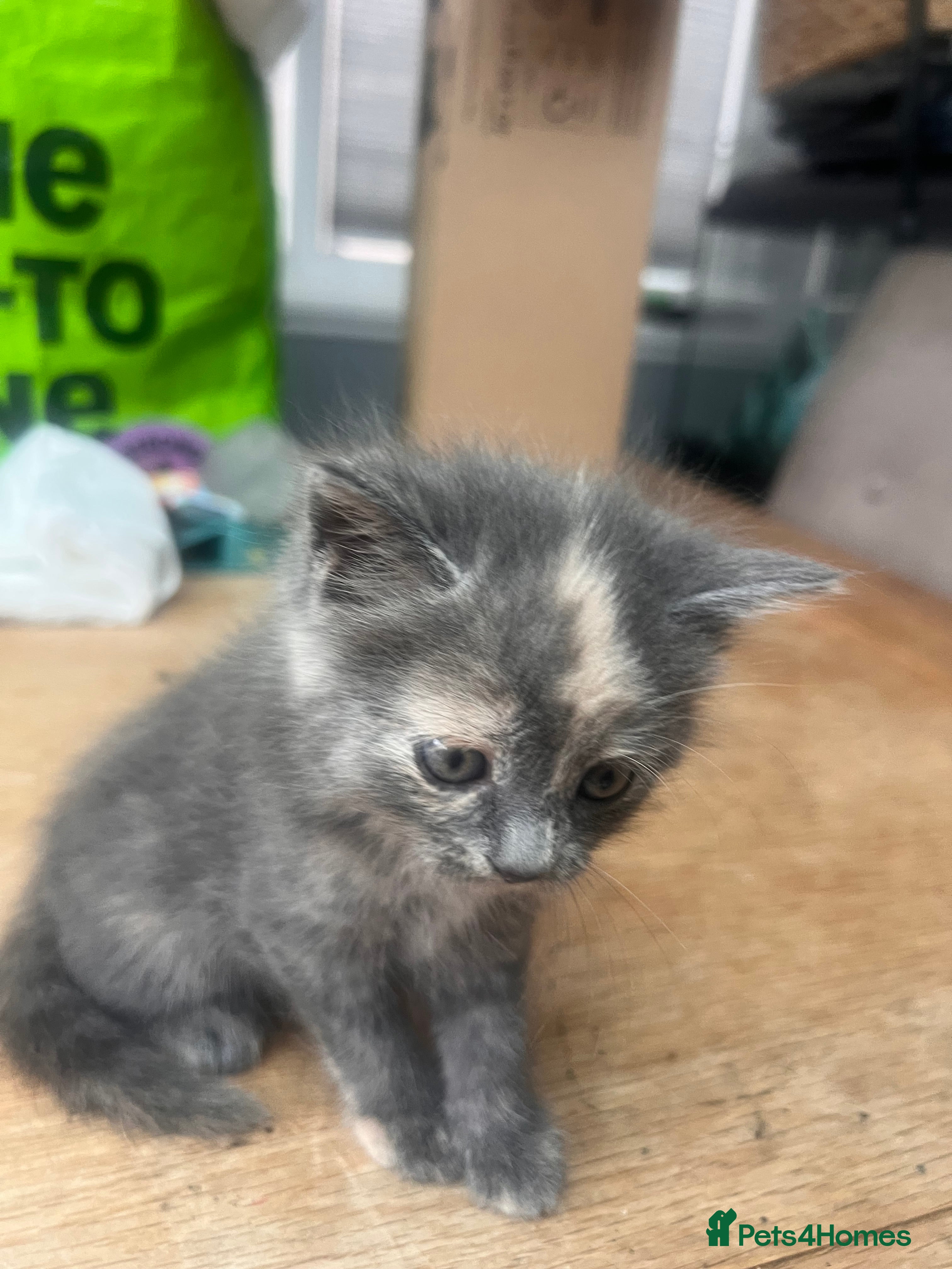 Mixed Breed cats Beautiful Persian Mix Kittens – 4 Boys & 3 Girls - Advert 2