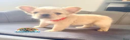 French Bulldog dogs for sale: Last adorable female cream Fluffy French Bulldogs  - Advert 22