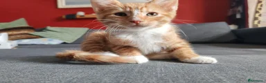 Ginger boy 3