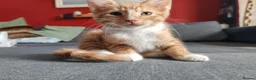British Shorthair cats for sale: Gorgeous Ginger and Calico kittens  in St Albans - Advert 10
