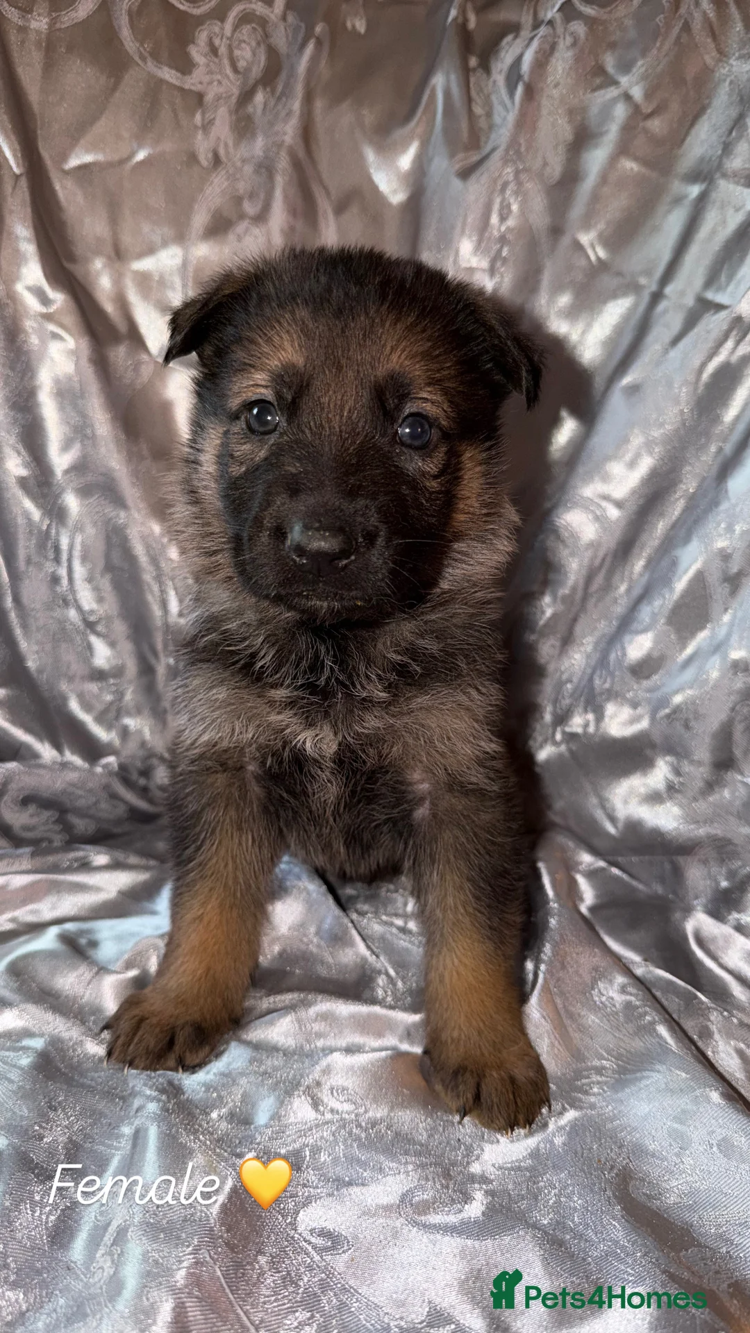 German Shepherd dogs for sale: 🐾 Beautiful KC German shepherd puppies 🐾 - Advert 8