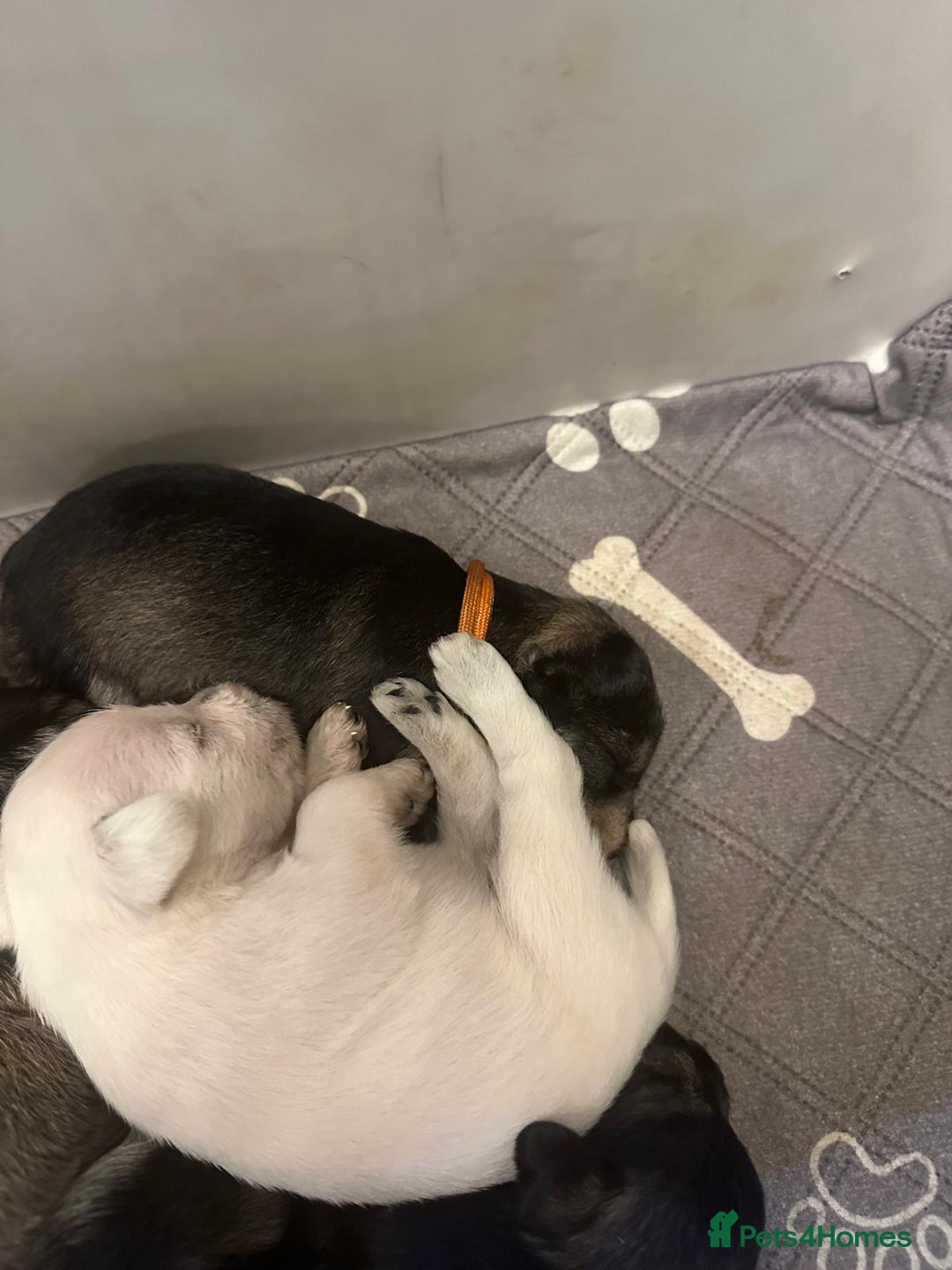 Miniature Schnauzer dogs for sale: Miniature schnauzer pups kc - Advert 4