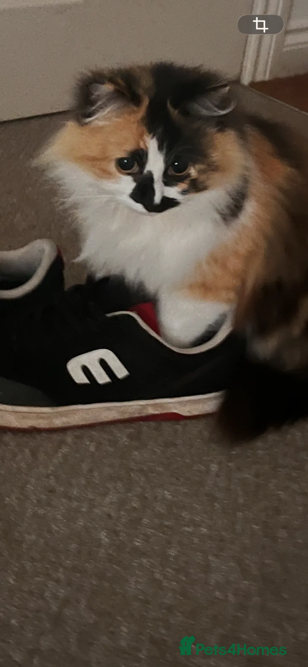 Mixed Breed cats for sale: Sweet girl looking for forever home - Advert 2