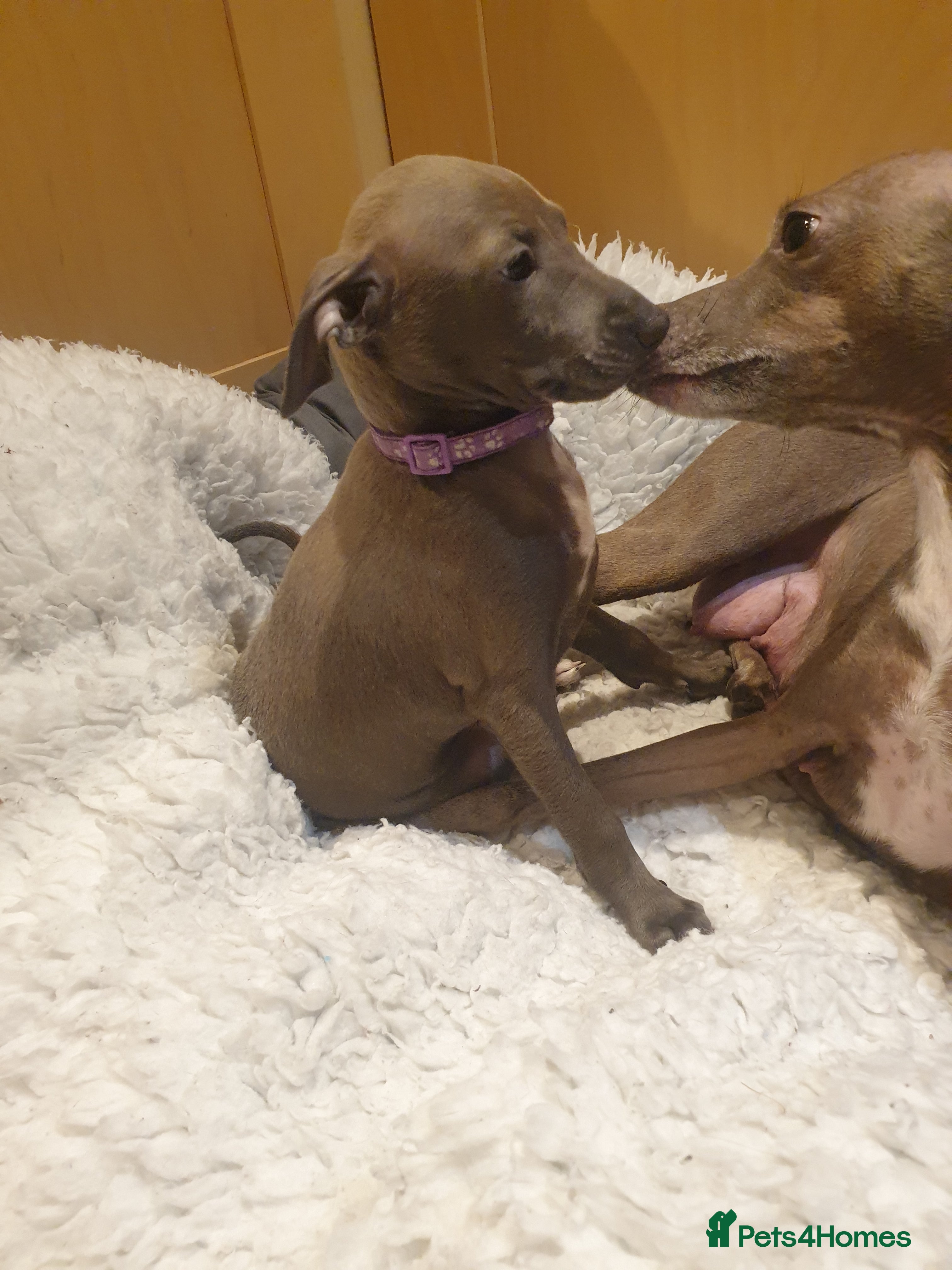 Italian Greyhound dogs Beautiful Italian Greyhounds - Advert 2