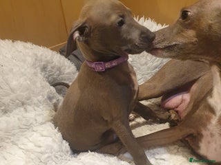 Italian Greyhound dogs Beautiful Italian Greyhounds - Advert 2