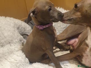 Italian Greyhound dogs Beautiful Italian Greyhounds - Advert 3