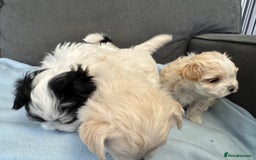 Morkie dogs for sale: Morkie puppies  - Image 6