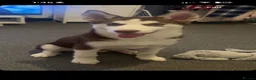 Siberian Husky dogs for sale: Siberian husky in Bury - Advert 3