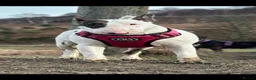 English Bull Terrier dogs for sale: Champion Bloodlines English Bull Terriers. - Advert 9