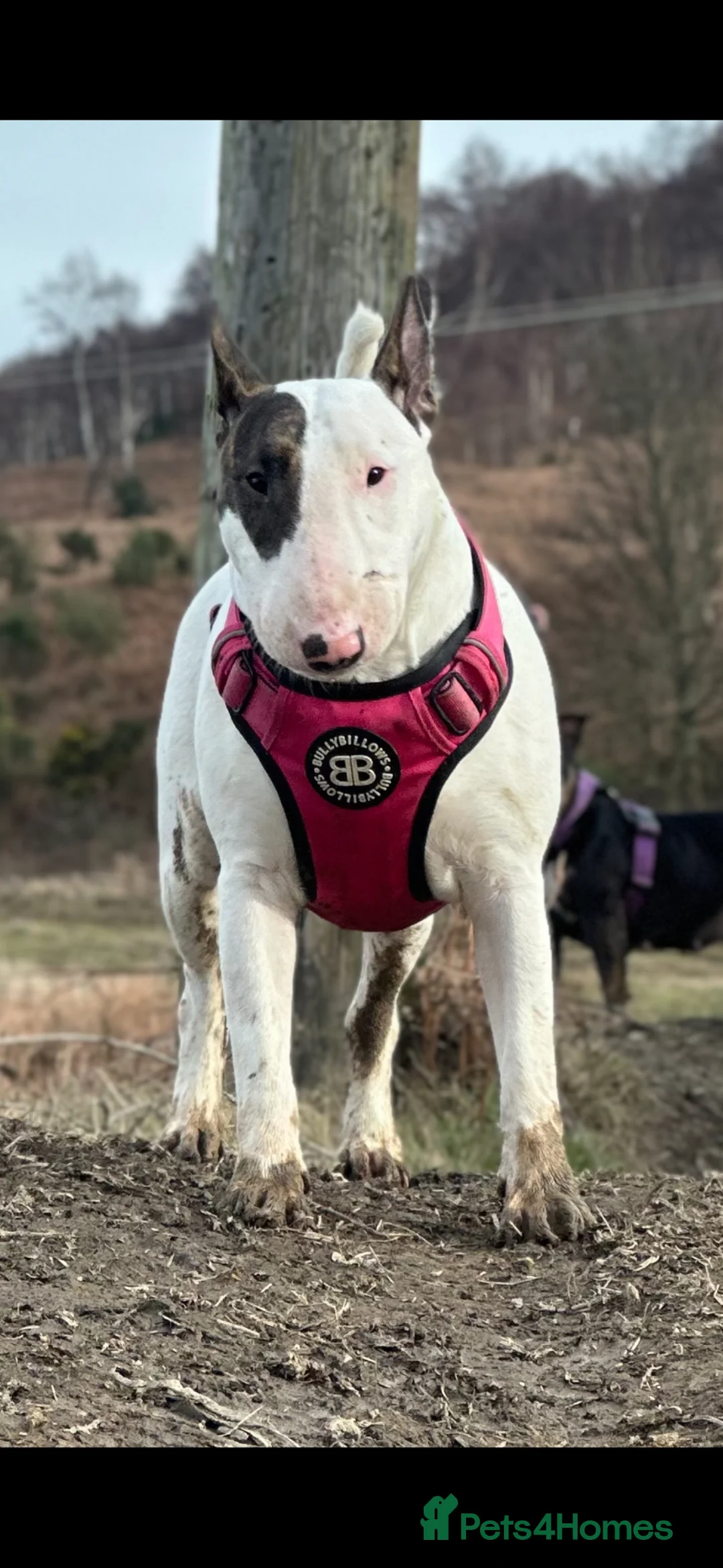 English Bull Terrier dogs for sale: Champion Bloodlines English Bull Terriers. - Advert 9