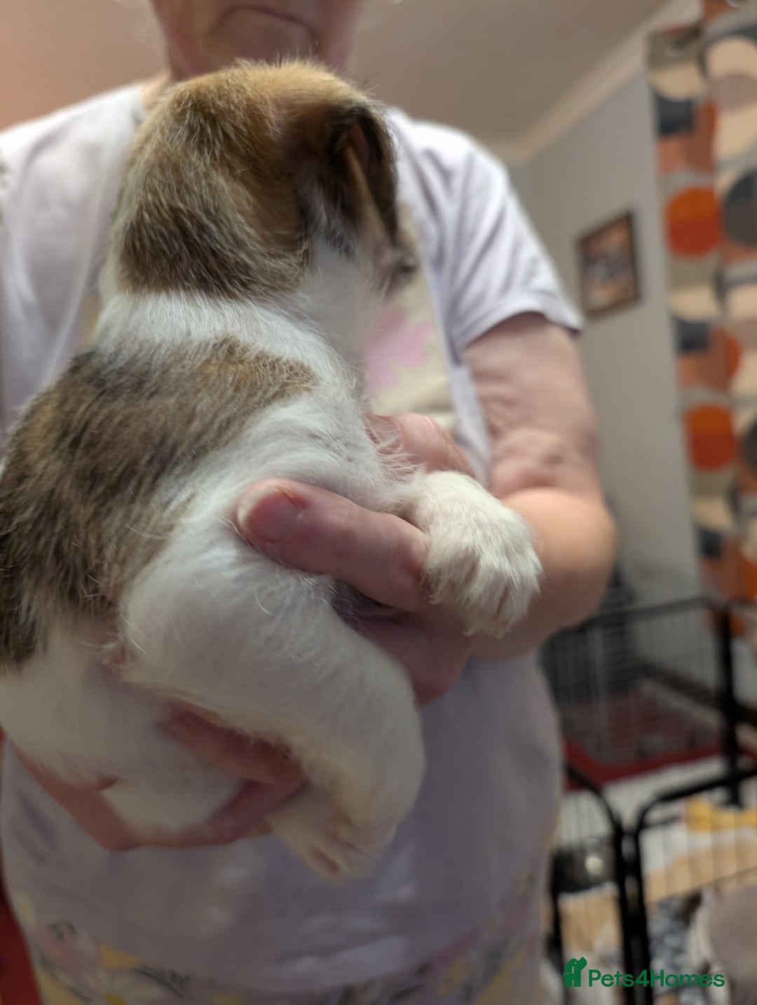Mixed Breed dogs for sale: Shih Tzu Terrier cross  - Image 22