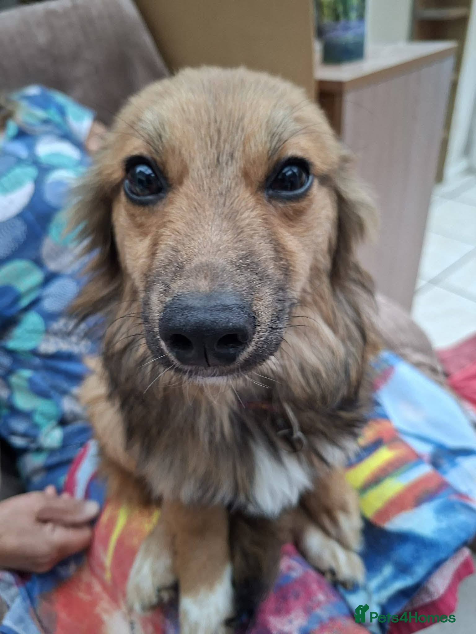 Mixed Breed dogs for adoption: Blossom for adoption in Bedford - Advert 13