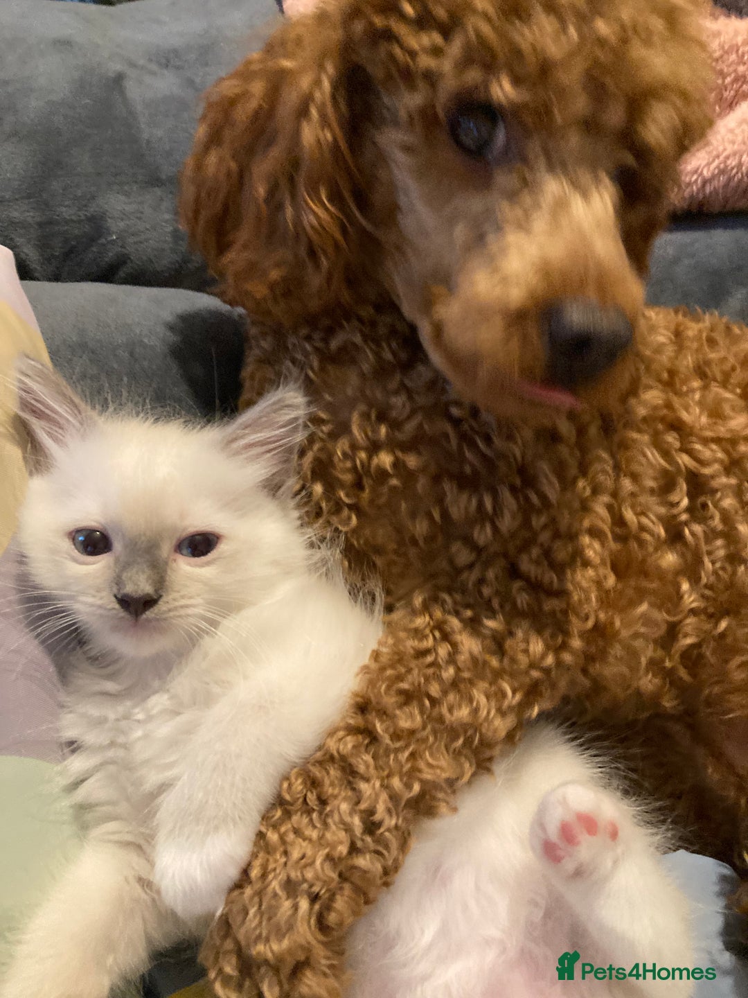 Ragdoll cats for sale: GCCF Registered Ragdolls  - Image 12