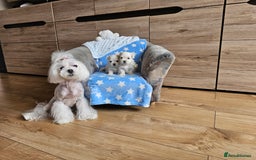Maltese dogs for sale: KC Korean Maltese Terrier Puppies - Image 27