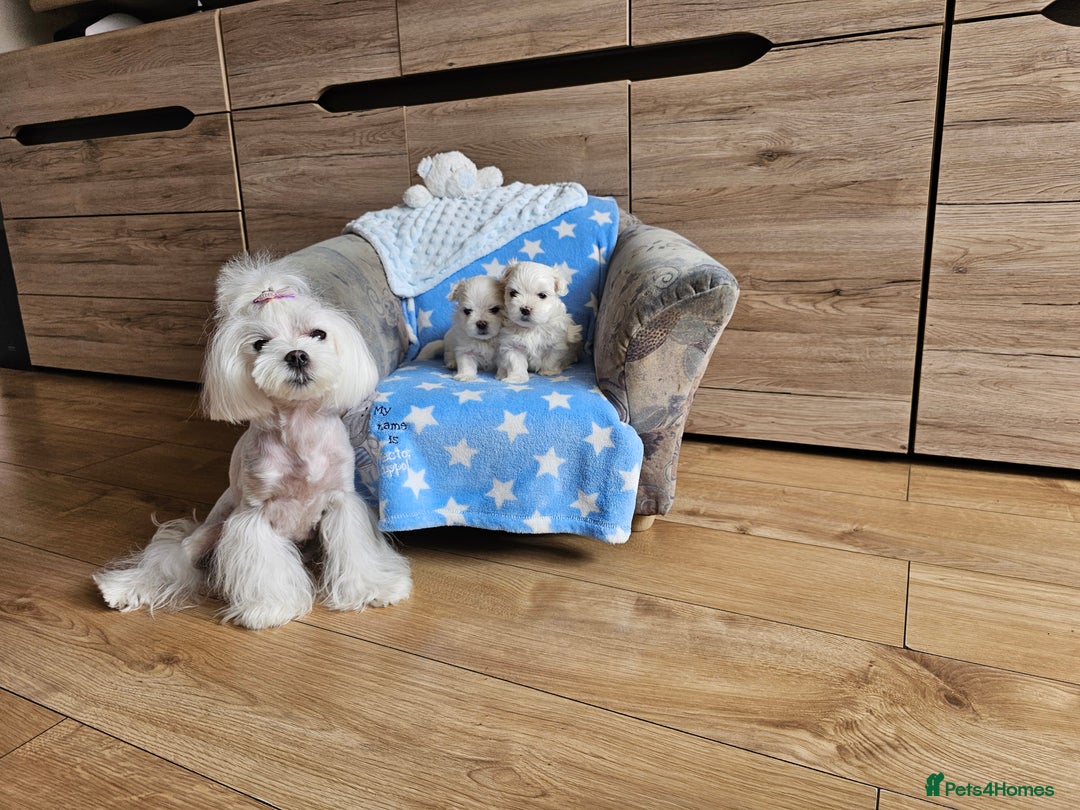 Maltese dogs for sale: KC Korean Maltese Terrier Puppies - Image 27