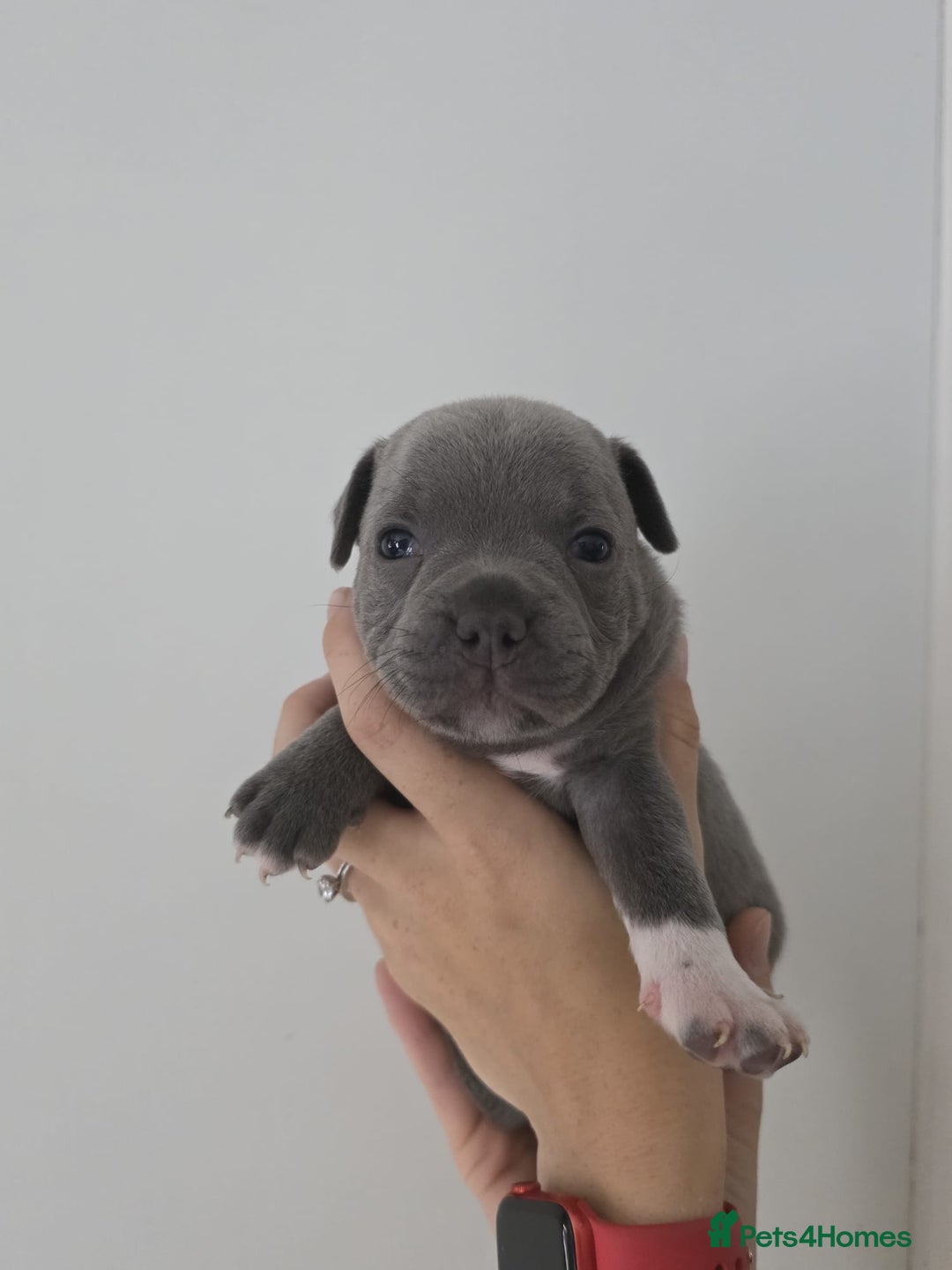 Staffordshire Bull Terrier dogs for sale: 4 Chunky blue pups - Image 13
