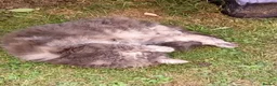 Norwegian Forest Cat cats for sale: Norwegian Forest/Siberian Kittens in Treorchy - Advert 8