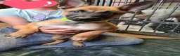 Belgian Shepherd Dog dogs for sale: Reduced Ready to leave  - Advert 17