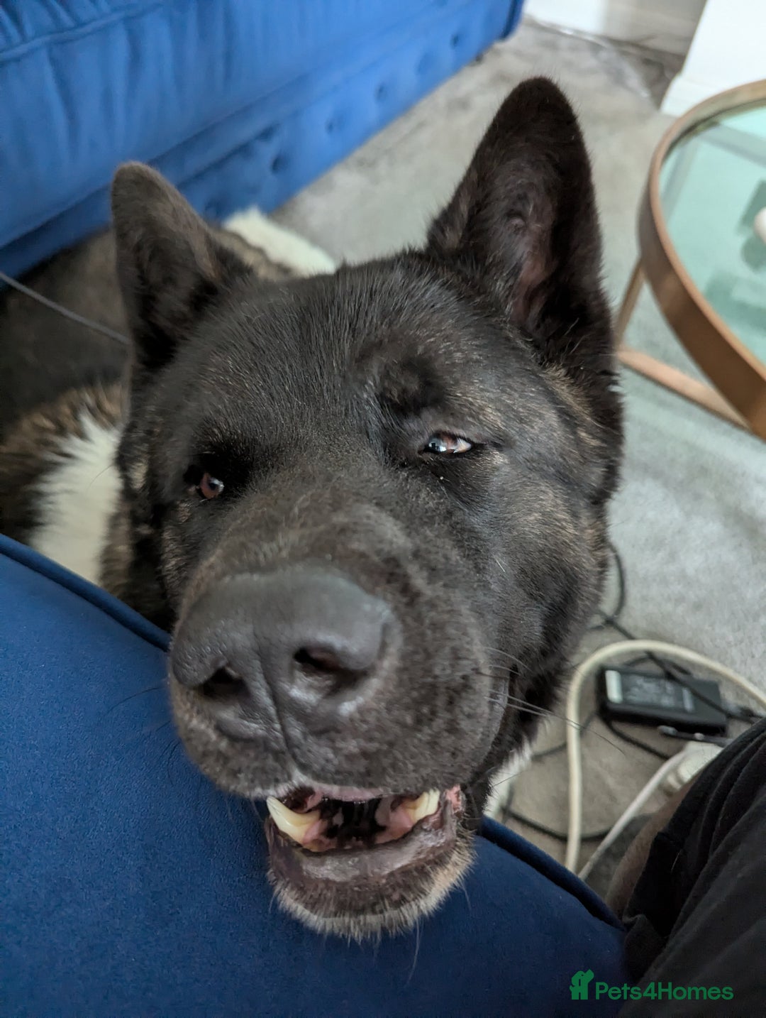 Akita dogs for sale: Zeus looking for his forever home - Advert 10