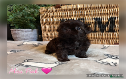 Shih Tzu dogs for sale: Stunning KC chocolate imperial Shihtzu puppies - Image 21