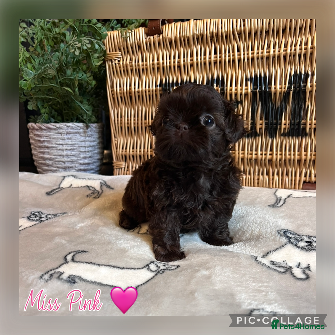 Shih Tzu dogs for sale: Stunning KC chocolate imperial Shihtzu puppies - Image 21
