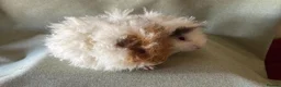 Guinea Pig rodents for sale: Baby Longhaired Sheltie Boars/Brothers RTR - Advert 6