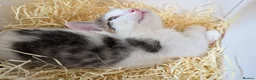 Mixed Breed cats for sale: Black and white female kitten in Dagenham - Advert 4