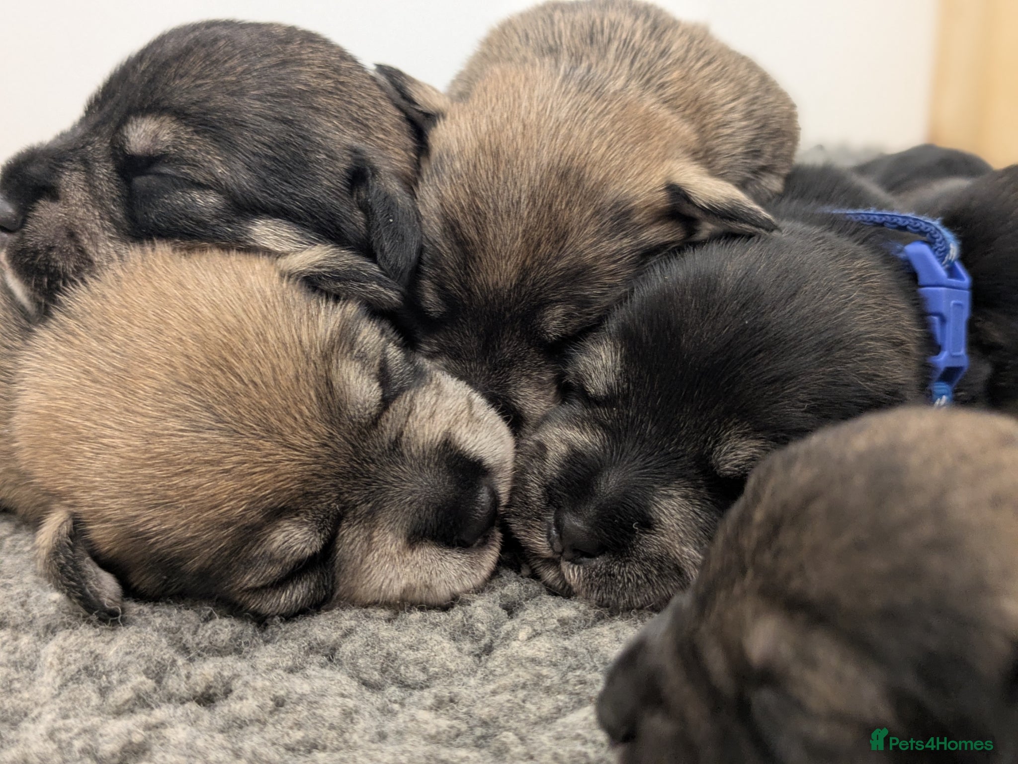Miniature Schnauzer dogs KC Health Tested, Miniature Schnauzer Puppies - Advert 2
