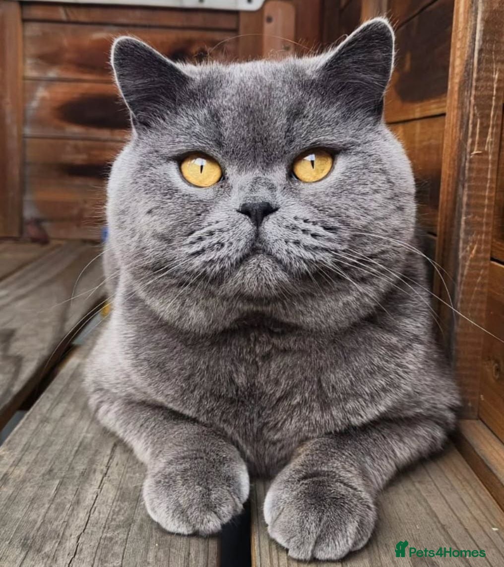 British Shorthair cats Beautiful Blue British Shorthair Kitten - Advert 3