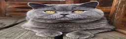 British Shorthair cats for sale: Beautiful Blue British Shorthair Kitten - Advert 1
