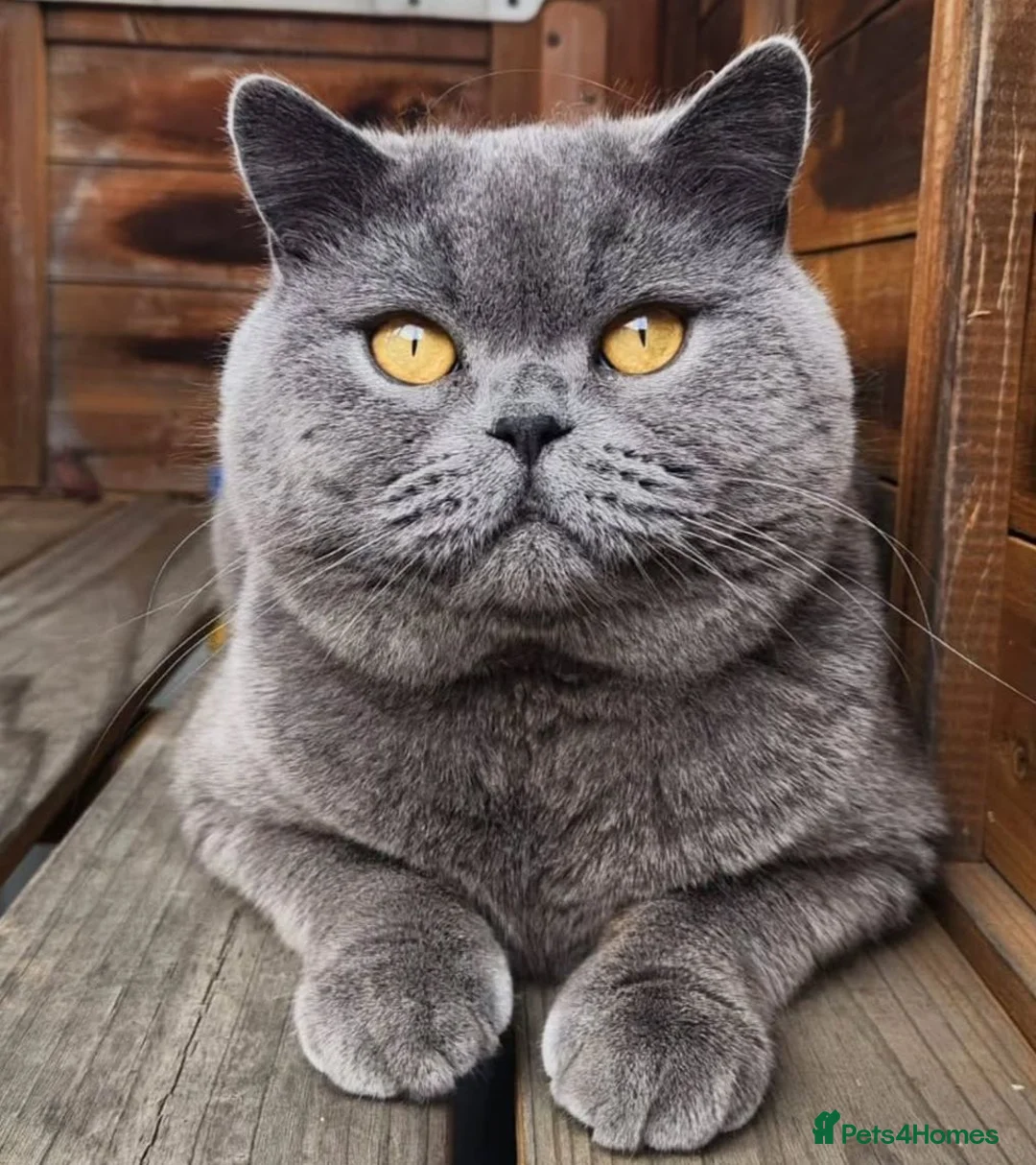 British Shorthair cats for sale: Beautiful Blue British Shorthair Kitten - Advert 1