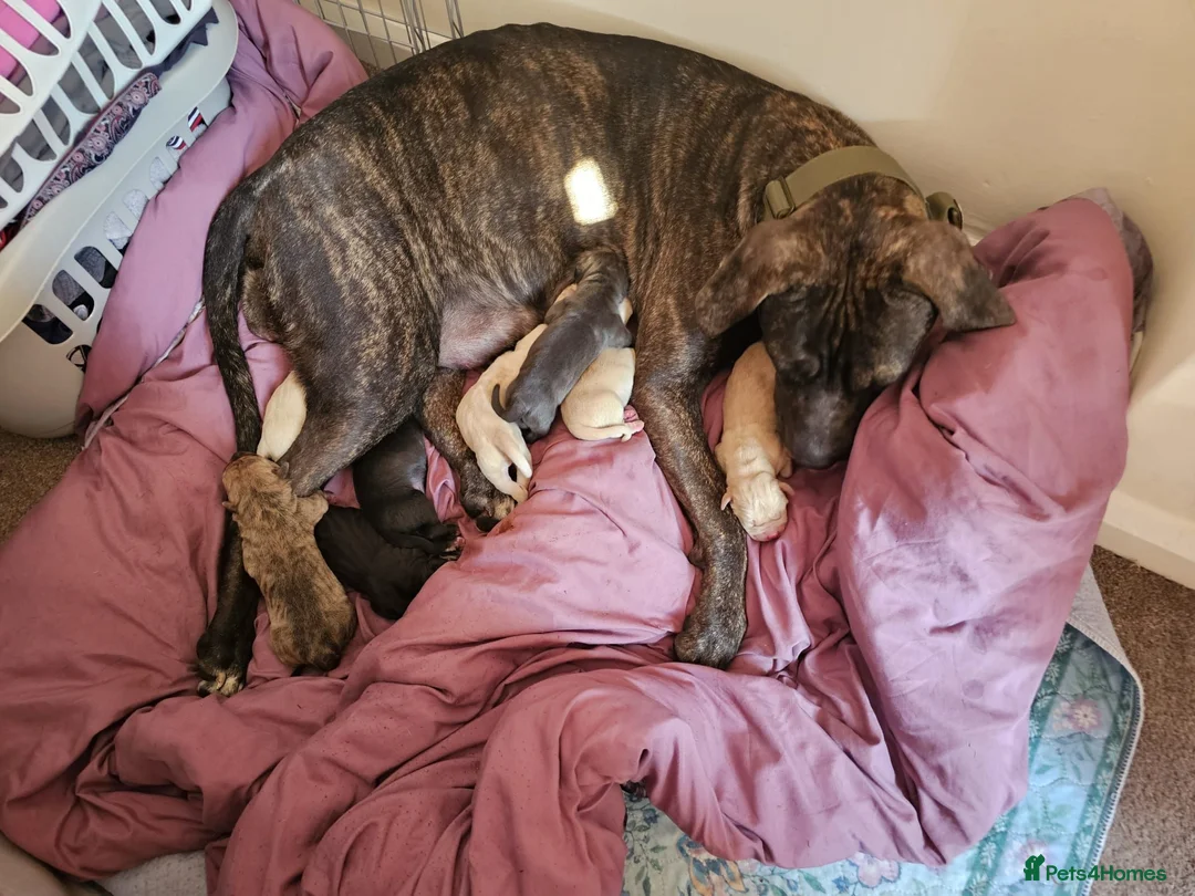 Mixed Breed dogs for sale: Bullmastiff cross cane corso - Advert 2